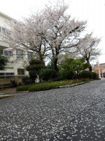 IMGP5528